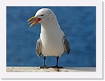 pikkukajava Black-legged Kittiwake * 3210 x 2367 * (5.92MB)